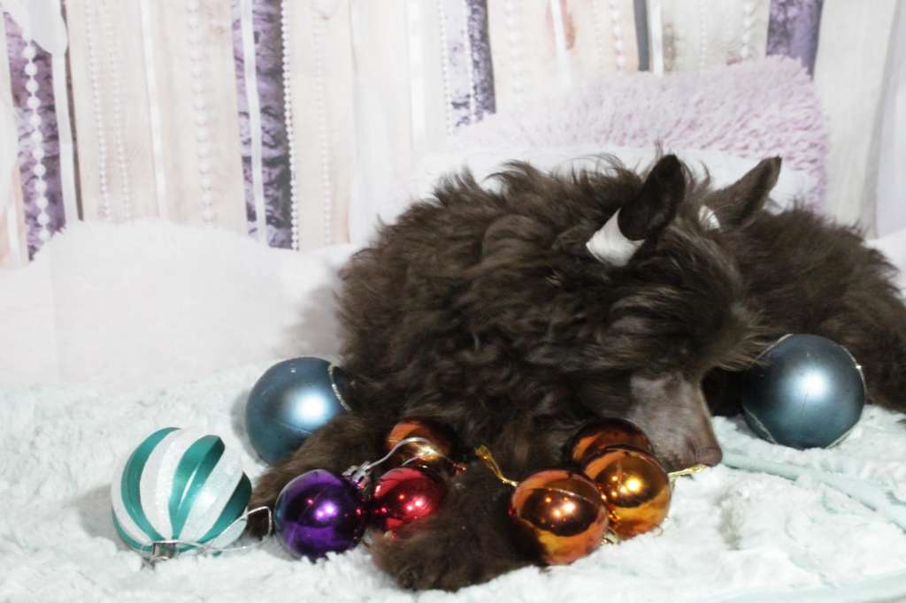 Kanis Ventus Odati Kaonashi