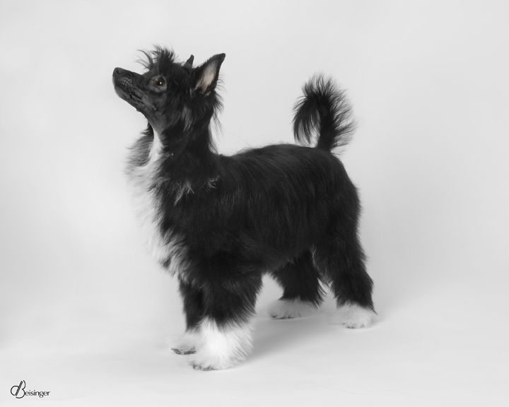 Lesmars All Ink'dUp for SaeSi