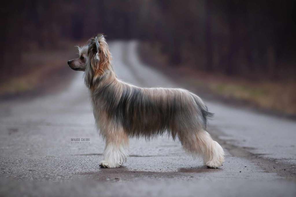 Julie Insolite Familier