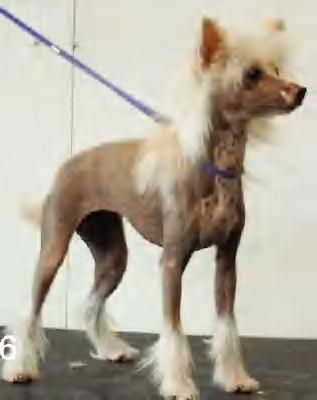 Babylons Peaches N Cream Dreams