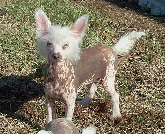 Show'NTell's My Dream Come True