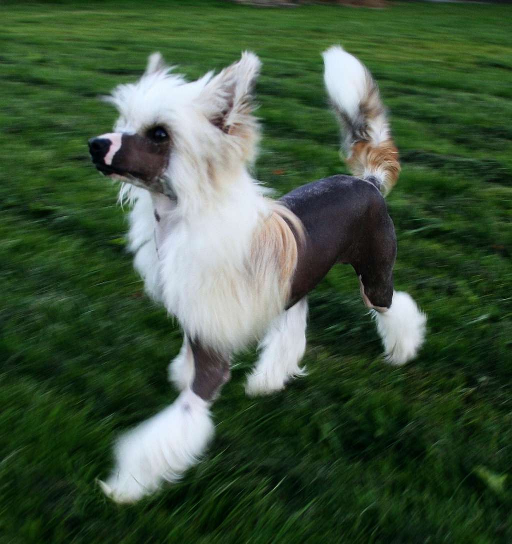 Be My Dog's Liberty Son