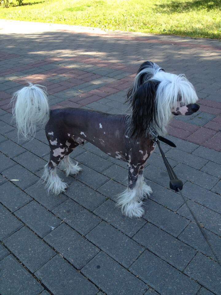 Anna Sky Kennel Zamba Style