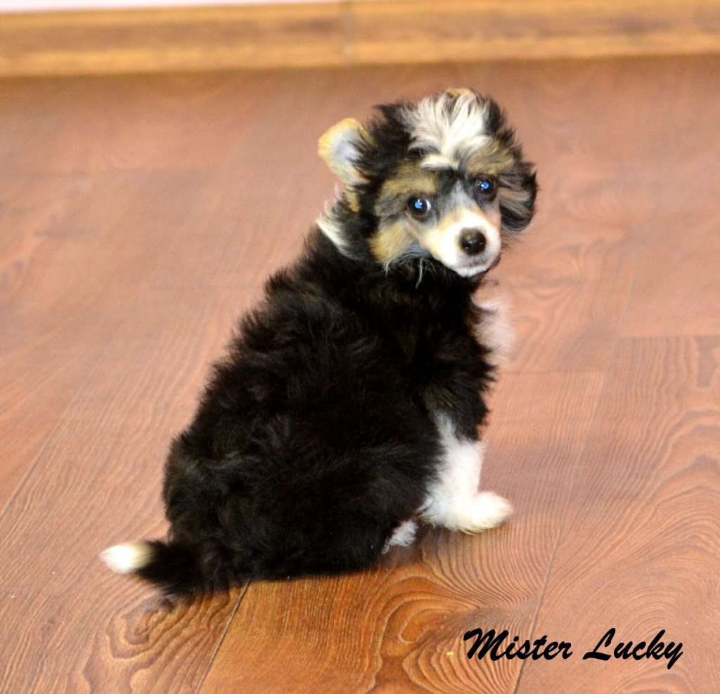 Legion Of Dream Mister Lucky