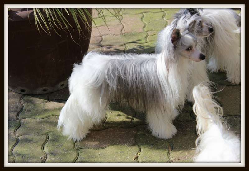 last dance du pavé de varennes