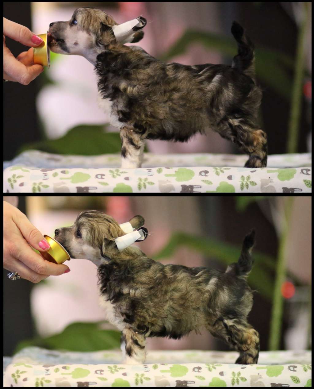 Viavrois Enchanted Explorer