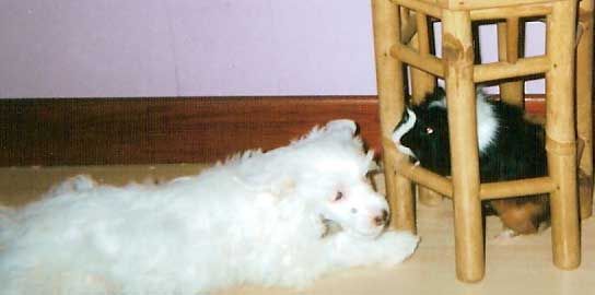 Chrystal White Du Pave De Varennes