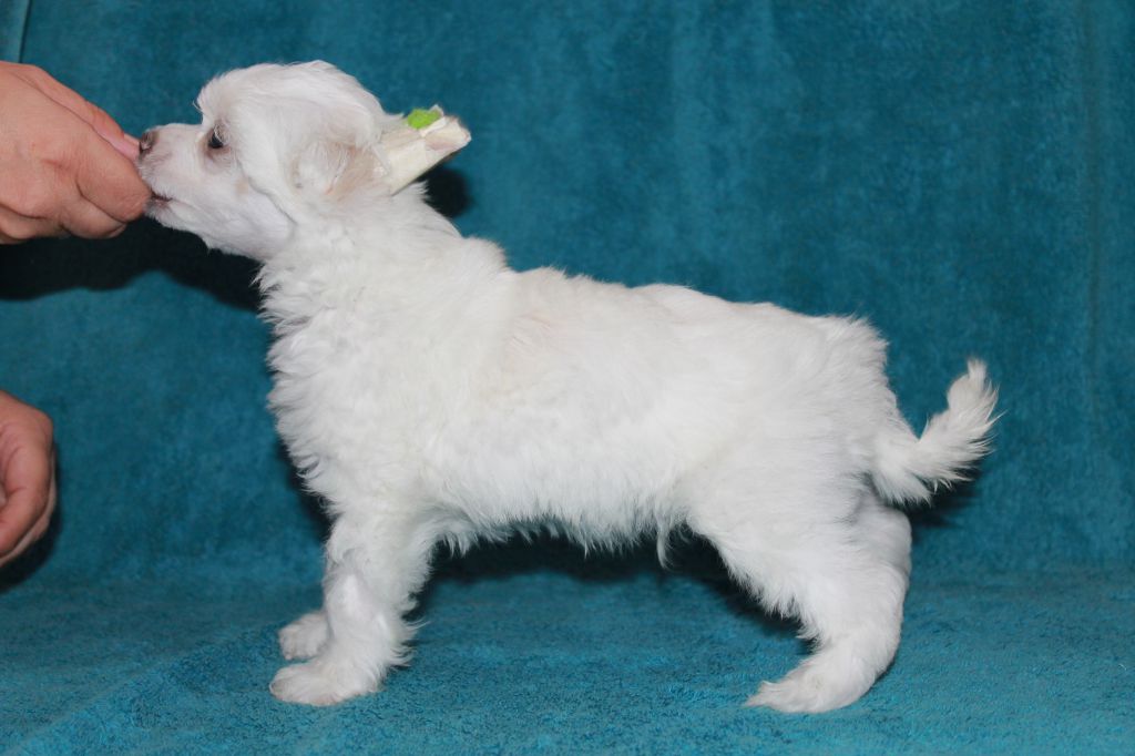 Chattanooga's Kuka Muu Muka