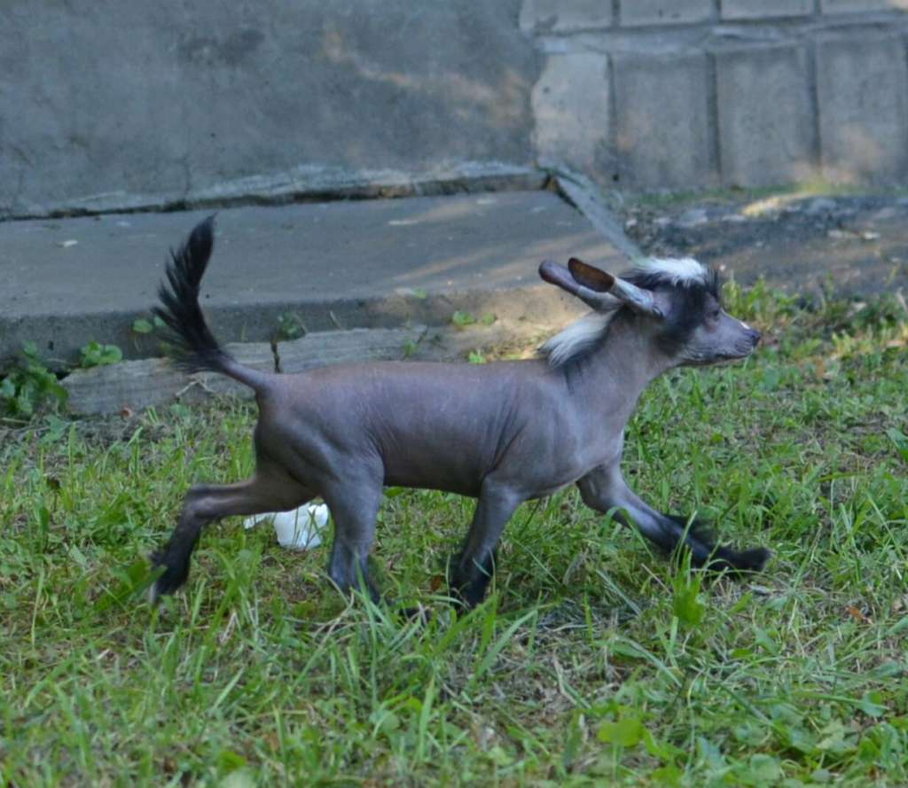 Magic of Success Greta