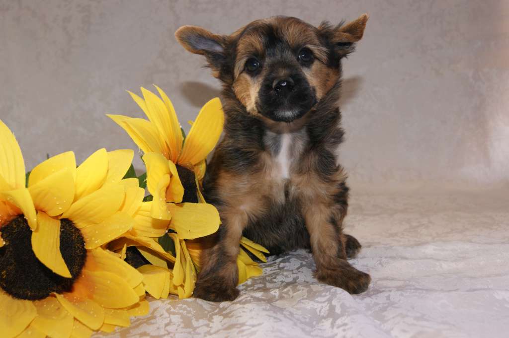 Ognenny Lotos Infiniti Blek Silver