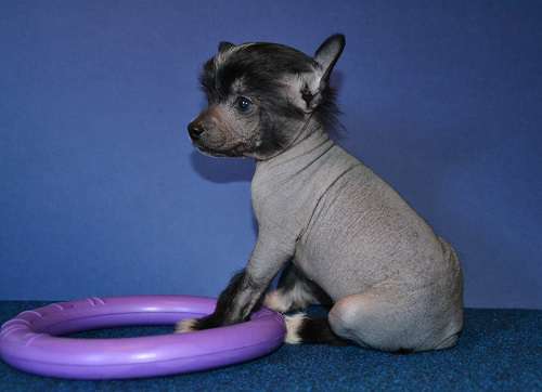 Feeriya Magic Djustin