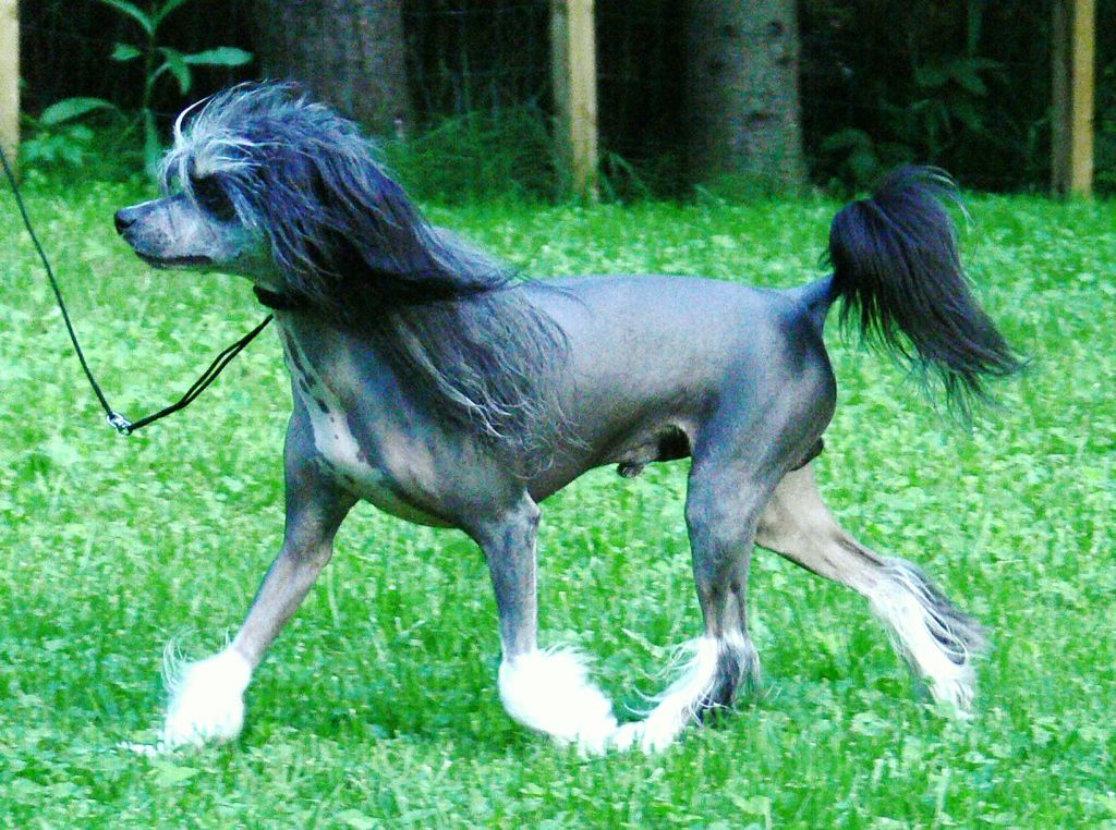 Kashi Astronomy Domine