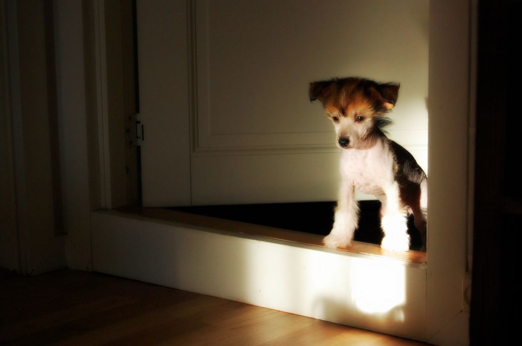 K9Madness Hazy Havannah