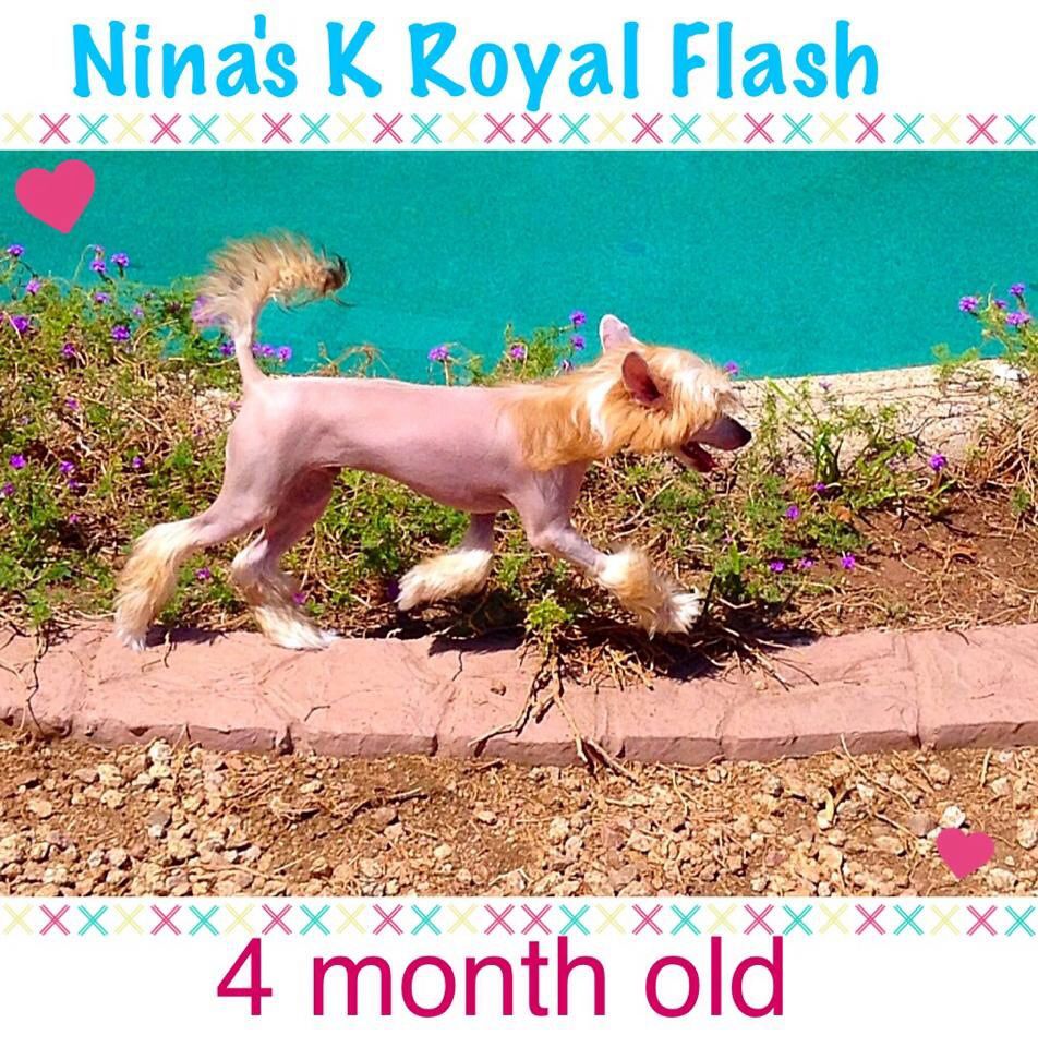 Nina's K Fist Fighter