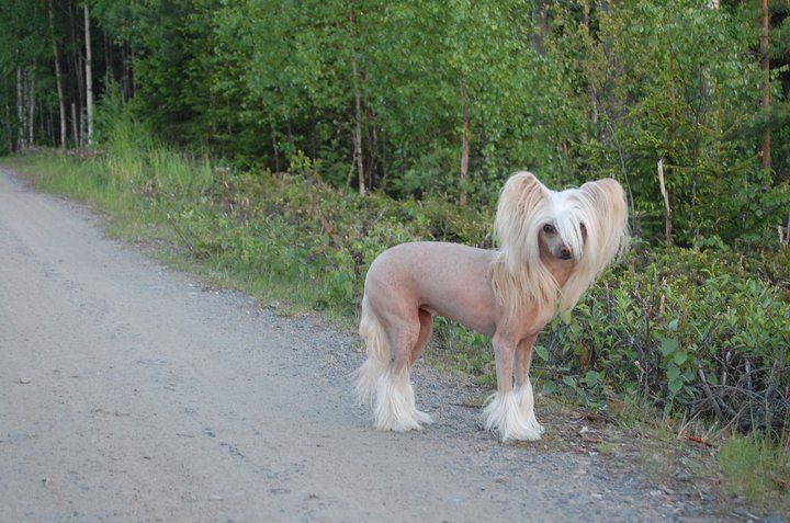 Laureola's Hyper Cute Pinky Twinky