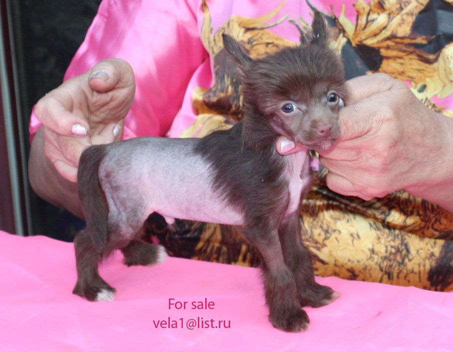 Vellar Pljus Chisar Telue Conty