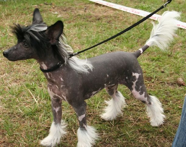 Sørperlas Erasmus Montanus