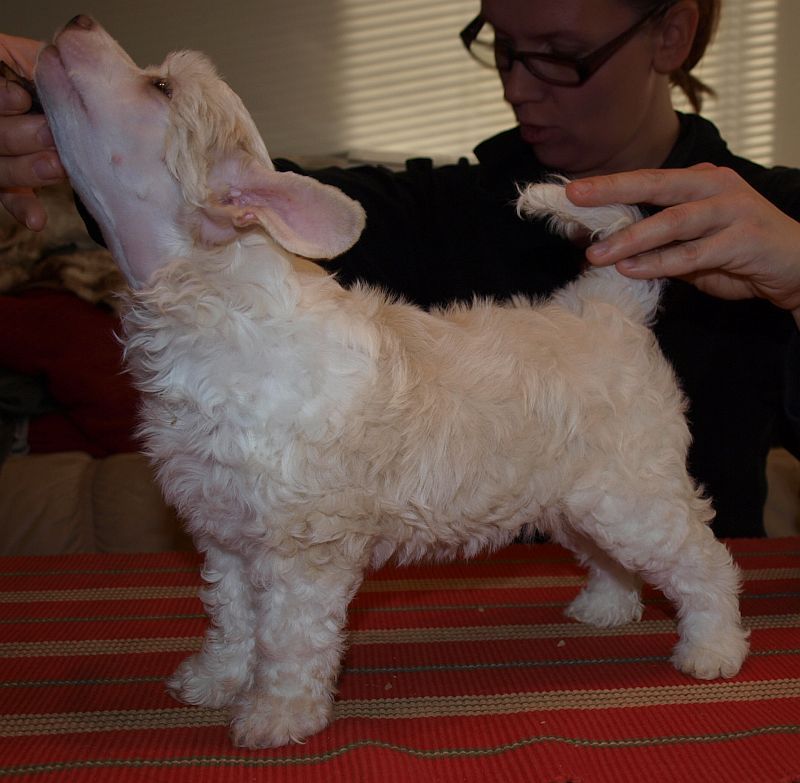 Crestwood Unelma Säleikkö