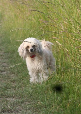 Zucci Eternal Flame for Leibwache