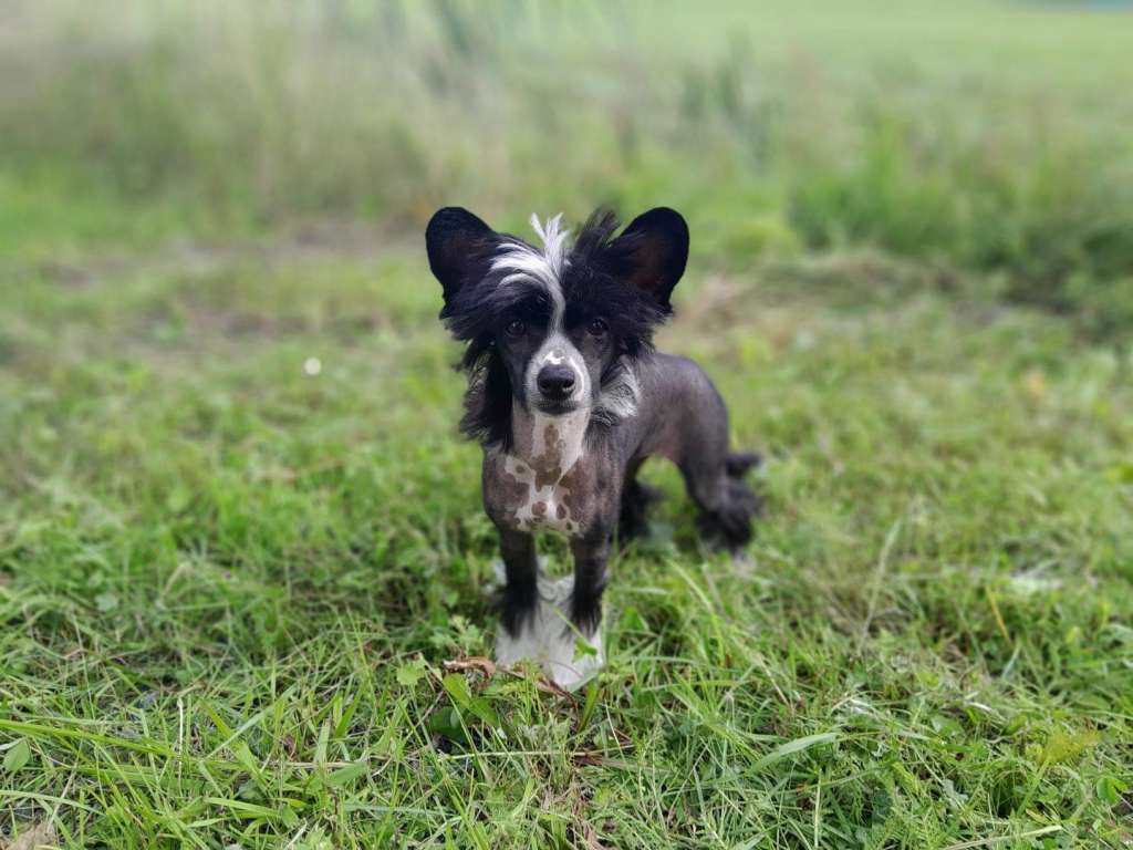 Koskjon Noir PowerBlackGirls