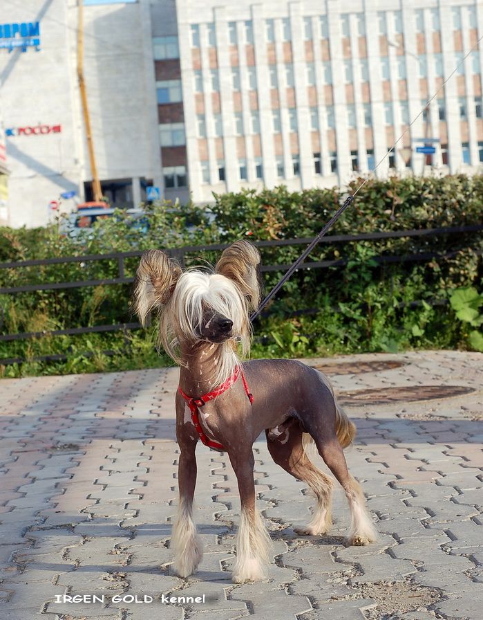 Irgen Gold Nestor Daniel