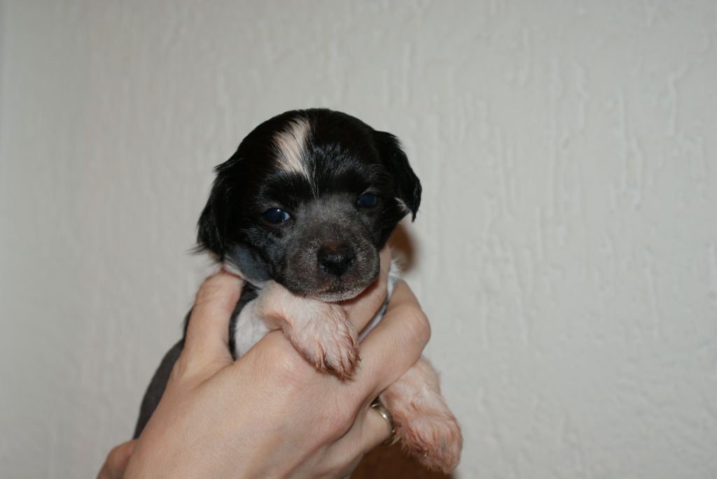 Baileys Of Samira's Paradise