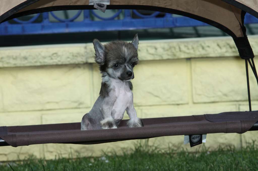 Under The Stars Princes de la Roses