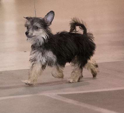 DeBahtrio Labor Of Love