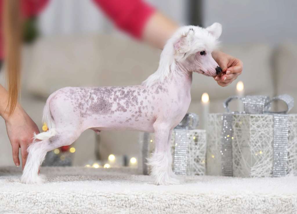 Jean Dark Whispering Sea