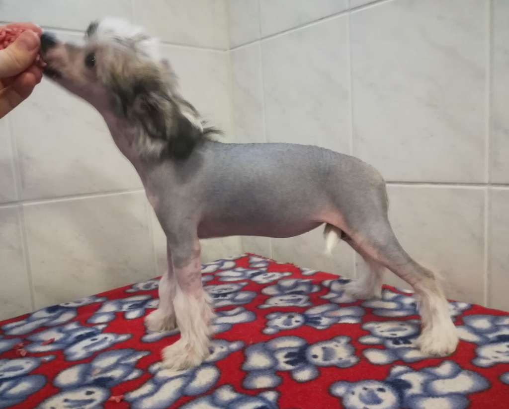 Stormblåstens Super Vixen