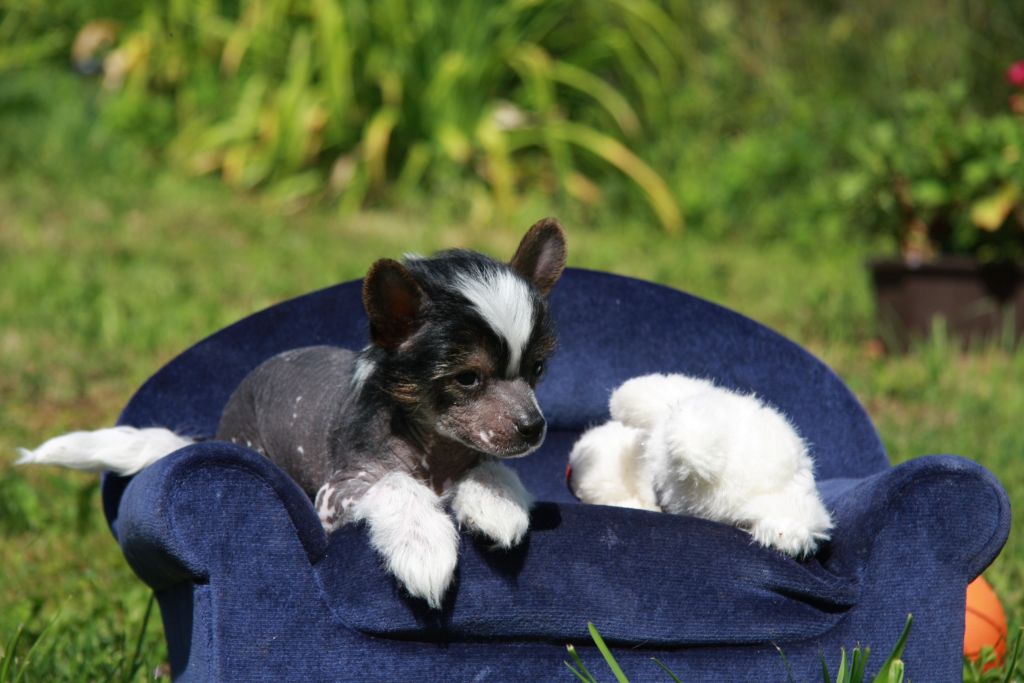 Basco z Jestrebiho kralovstvi