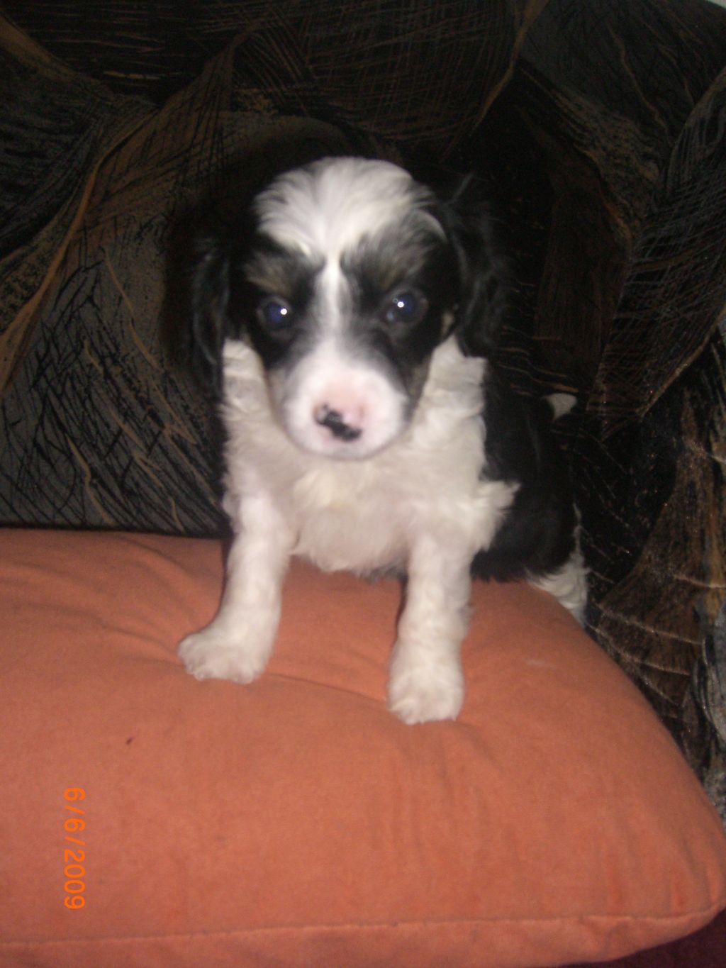 Carolina Scharm Jangoljatko                       