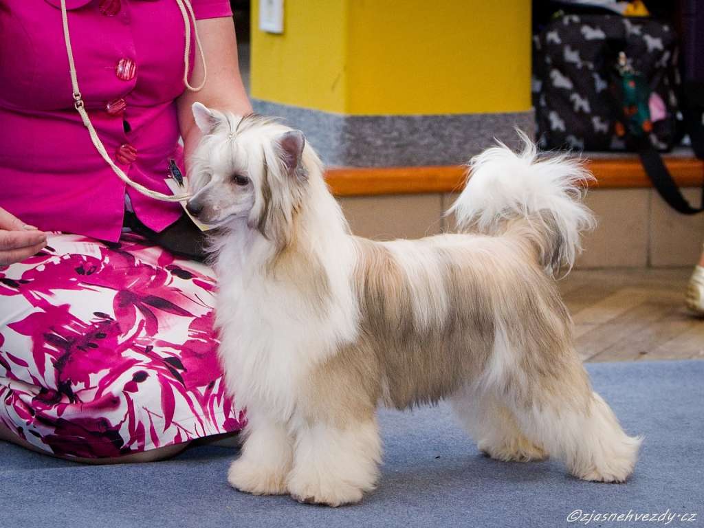 Hanny z Jasne hvezdy