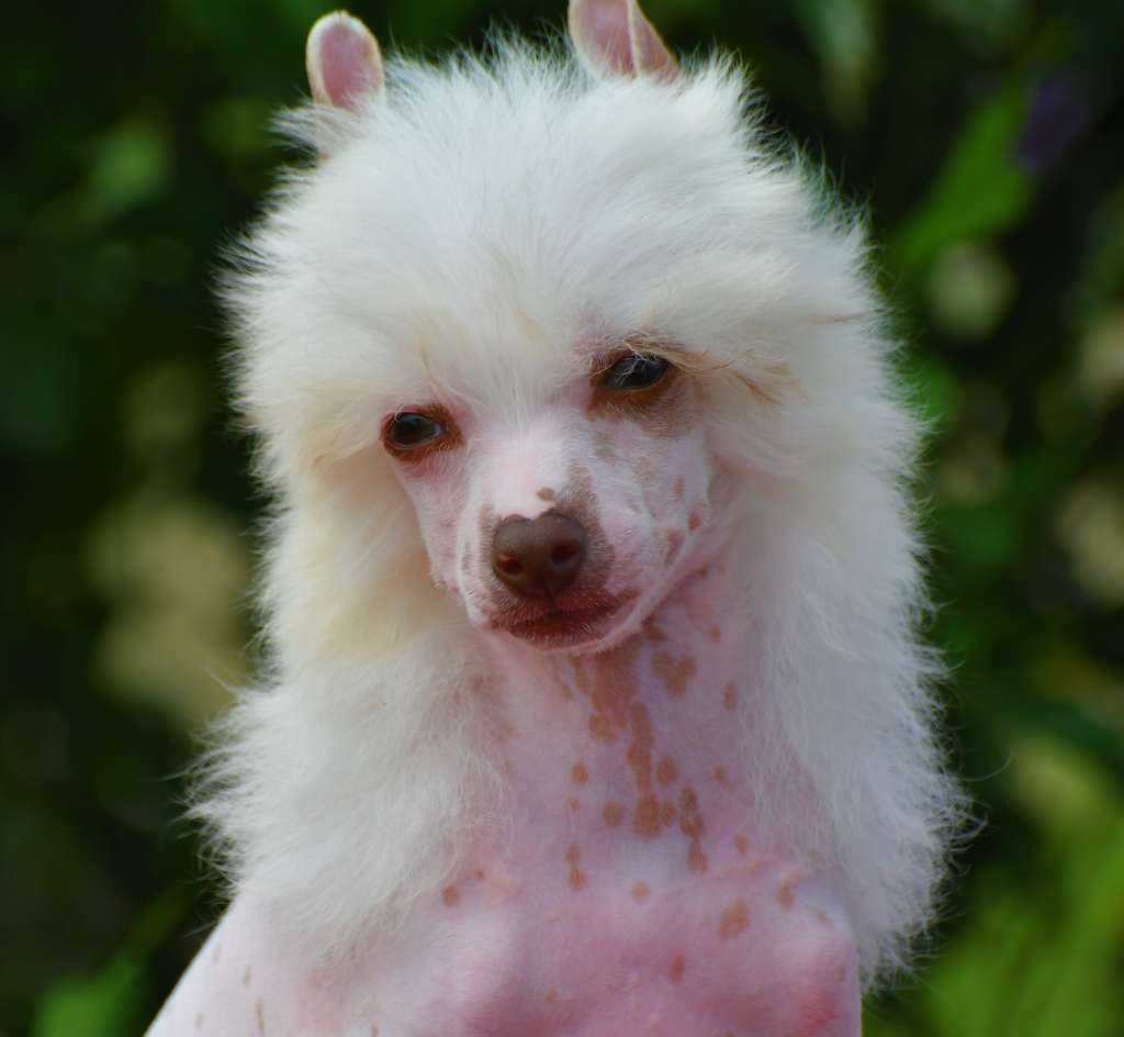 Little Dog Of Dream Plume