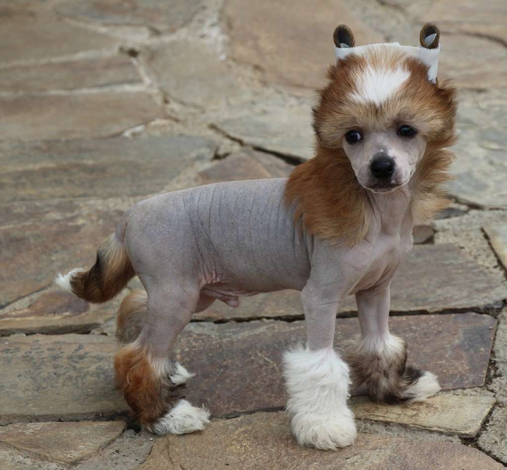 Tipsy boy de Almamasan