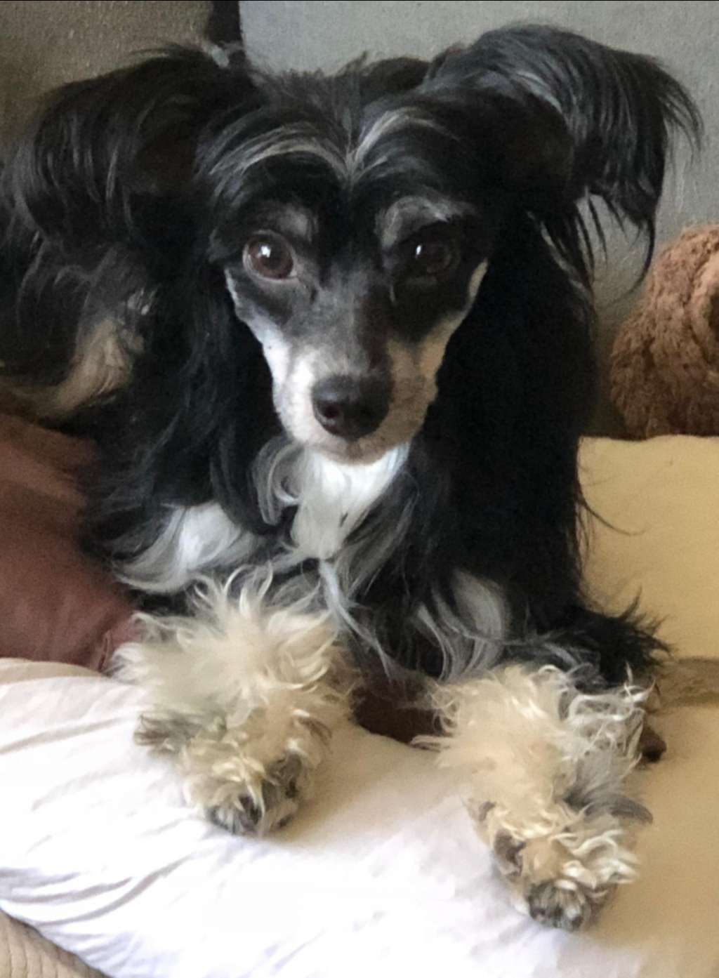 Long Haul Cresteds Piper T Riggs