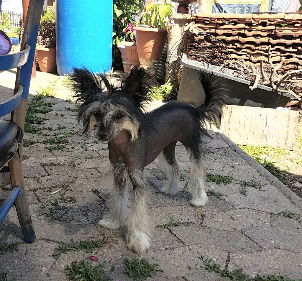 Etual Asandant Lahja