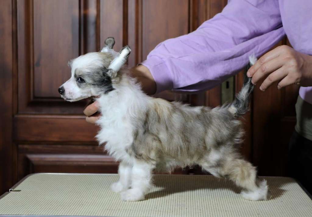 Jojos bizzare Valdorfskych lesu