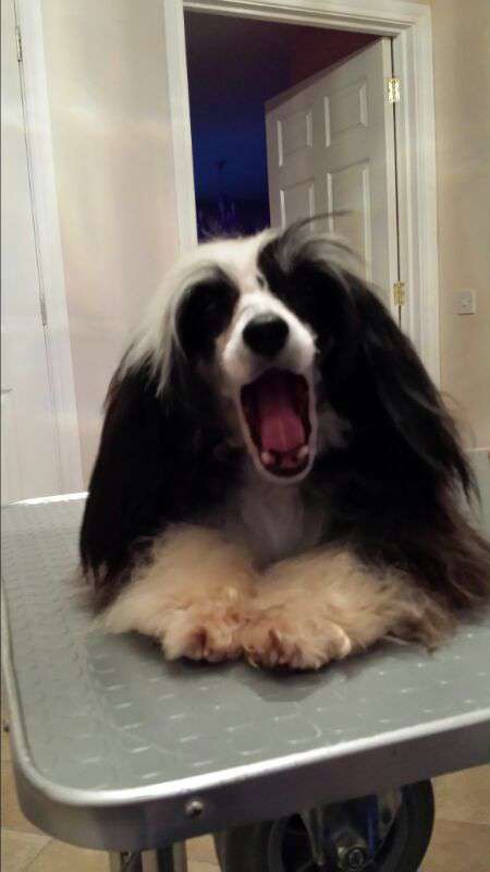 Doucai's Play It Sexy at Roccoblustar