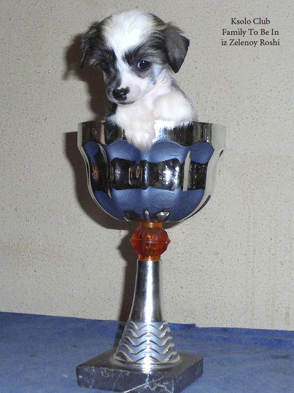 Ksolo Club Family To Be In iz Zelenoy Roshi