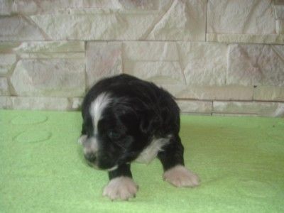 Butterfly Effect de Fageiro