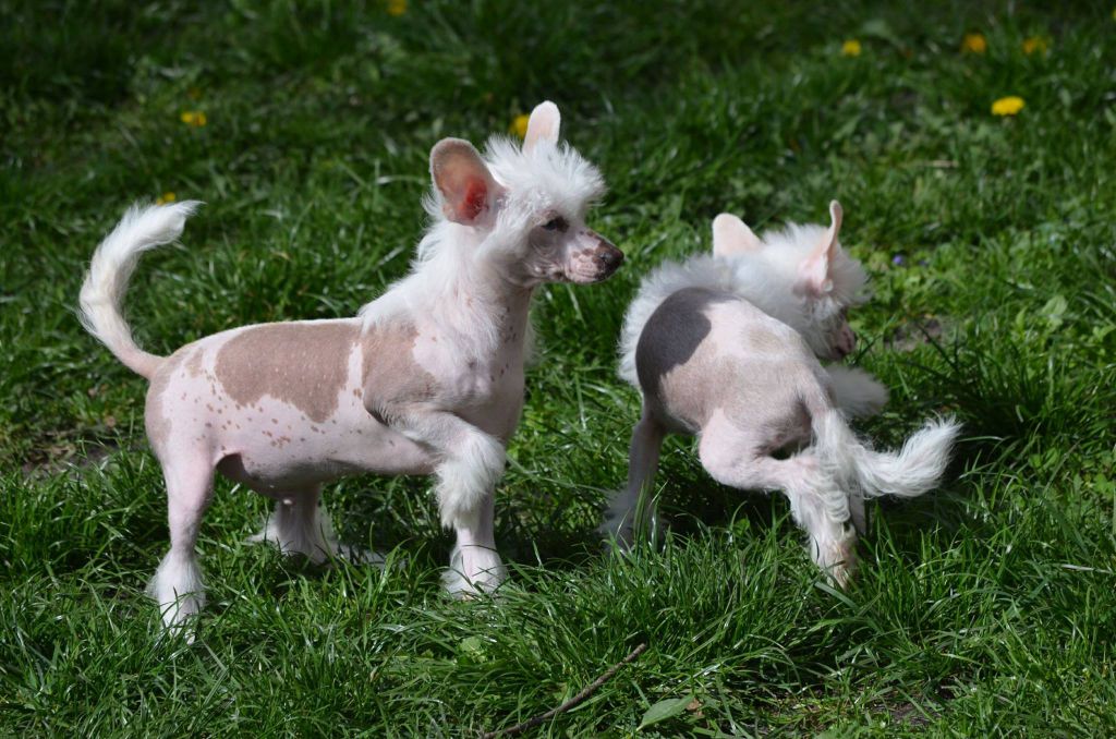 Magic of Success Uncommon Hero