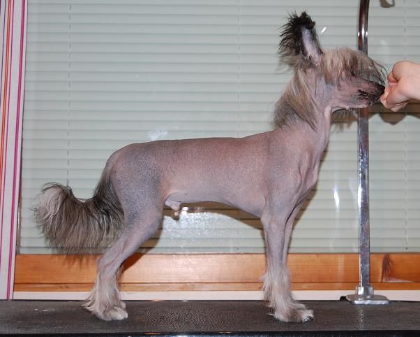 Pinky Twinky Encantador Juan