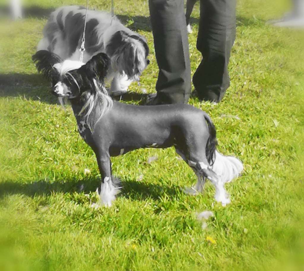 Irish CH Pufflepaws Mz Rumpleteazer J.W.