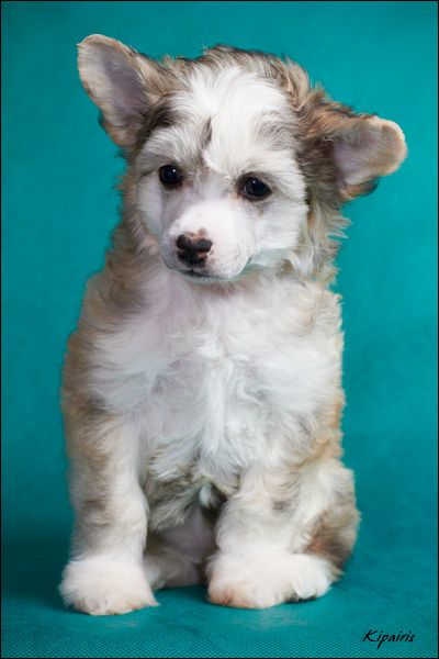 Rus Foreva Geraldina