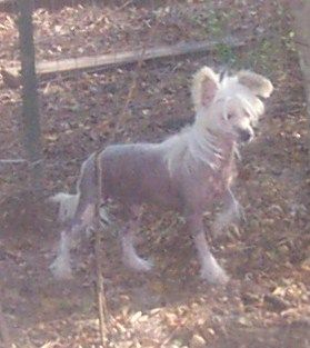 Serenity's It Must've Been Love At Mosaic