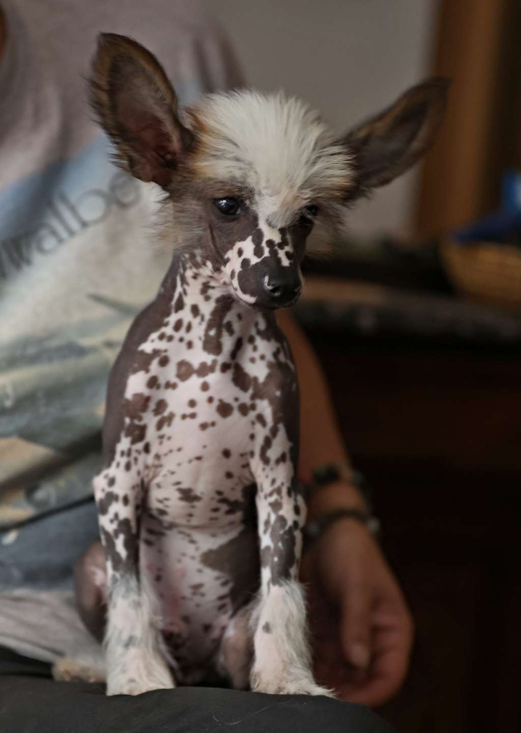 Samurai Queen Malverne