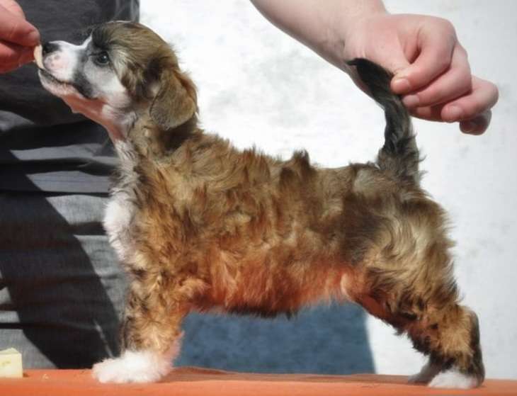 Proud Pony Glory Days