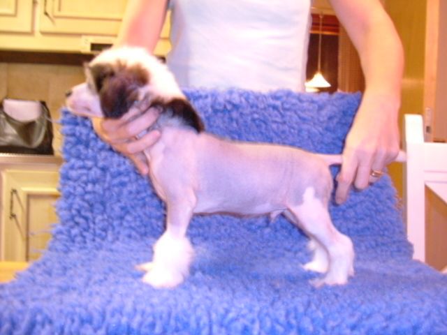 Chineseblues's Dark Diamond