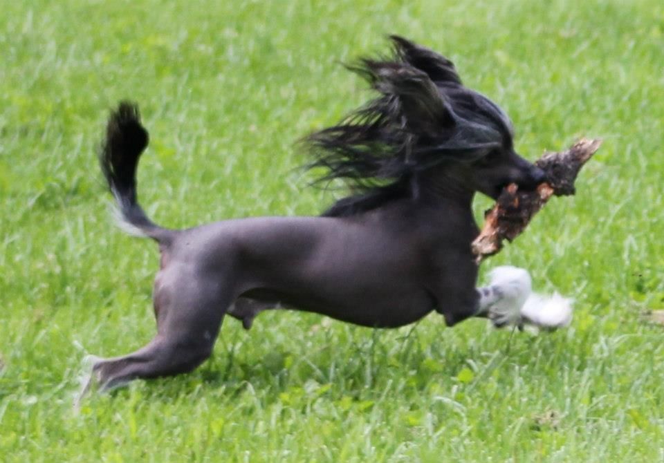 Dein Laete Rose of Silesia